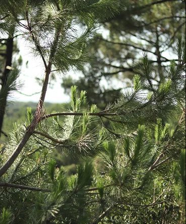 Pause nature en forêt pendant une retraite couture